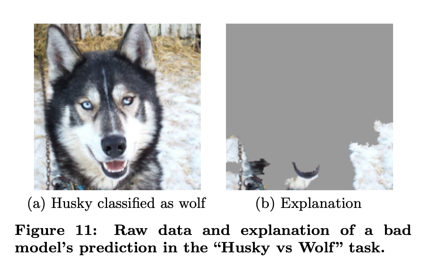 Figure 11 from Ribeiro et al. (2016): the model's explanation highlights snow in the background, not the animal